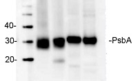 PsbA | D1 protein of PSII, N-terminal in the group Antibodies Plant/Algal / Photosynthesis / PSII (Photosystem II) at Agrisera AB (Antibodies for research) (AS11 1786)